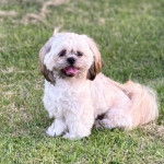 Un Shih Tzu au pelage bicolore, assis sur un terrain herbeux et ayant la langue pendante 