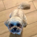 Un Shih Tzu au pelage bicolore, assis sur un sol carrel&eacute; et regardant vers la cam&eacute;ra  