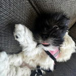 Un Shih Tzu au pelage bicolore, allong&eacute; dans un canap&eacute; et portant un harnais 