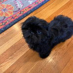 Un Shih Tzu au pelage noir , debout sur un plancher en bois et regardant la cam&eacute;ra