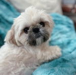 Un Shih Tzu au pelage bicolore, allong&eacute; sur une couverture bleue et regardant la cam&eacute;ra 