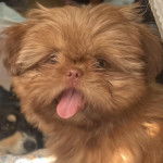 Un Shih Tzu au pelage fauve, regardant la cam&eacute;ra et tirant la langue  