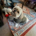 Un Shih Tzu au pelage bicolore , assis sur un tapis et portant un habit vert 