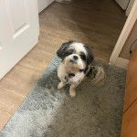 Un Shih Tzu au pelage bicolore , assis sur un tapis et portant un collier autour du cou 