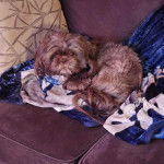 Un Shih Tzu au pelage bicolore , allong&eacute; dans un canap&eacute; et regardant la cam&eacute;ra 