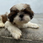 Un Shih Tzu au pelage bicolore, allong&eacute; sur un banc en pierre et regardant la cam&eacute;ra 