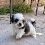 Un Shih Tzu au pelage bicolore, debout sur une surface bitum&eacute; et regardant la cam&eacute;ra