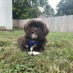 Un Shih Tzu au pelage bicolore, allong&eacute; sur un terrain herbeux et portant un harnais 