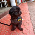 Un Shih Tzu au pelage noir, assis sur un sol pav&eacute;s et portant un collier autour du cou