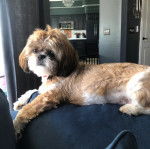 Un Shih Tzu au pelage bicolore, allong&eacute; sur l'accoudoir d'un canap&eacute; et portant un collier autour du cou