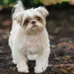 Un Shih Tzu au pelage bicolore, debout sur un tas de feuilles mortes et regardant la cam&eacute;ra 