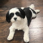 Un Shih Tzu au pelage bicolore, allong&eacute; sur un plancher en bois et regardant la cam&eacute;ra 