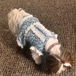 Un Shih Tzu au pelage bicolore, debout sur une moquette, portant un habit pour chien et un collier autour du cou 