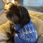 Un Shih Tzu au pelage bicolore, assis sur un lit et portant un habit bleu