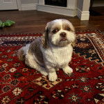 Un Shih Tzu au pelage bicolore, assis sur un tapis et regardant la cam&eacute;ra 