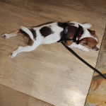 Un Shih Tzu au pelage bicolore, allong&eacute; sur un plancher en bois et qui est tenu en laisse 