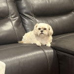 Un Shih Tzu au pelage bicolore, allong&eacute; sur un canap&eacute; et fixant la cam&eacute;ra 