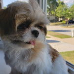 Un Shih Tzu au pelage bicolore, assis pr&egrave;s d'une fen&ecirc;tre et tirant l&eacute;g&egrave;rement la langue