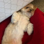 Un Shih Tzu au pelage bicolore, allong&eacute; sur son couchage et semblant d&eacute;tendu