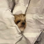 Un Shih Tzu au pelage bicolore, allong&eacute; sous une couverture 