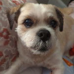 Un Shih Tzu au pelage bicolore, allong&eacute; dans &agrave; c&ocirc;t&eacute; d'un coussin et regardant la cam&eacute;ra 