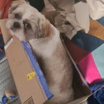 Un Shih Tzu au pelage bicolore, assis dans un carton et regardant vers la cam&eacute;ra 