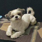 Un Shih Tzu au pelage bicolore, allong&eacute; dans un canap&eacute; et regardant la cam&eacute;ra