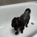 Un Shih Tzu au pelage bicolore, debout dans une baignoire  et regardant vers la cam&eacute;ra