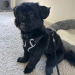 Un Shih Tzu au pelage bicolore, assis sur un tapis, portant un harnais et qui est tenu en laisse