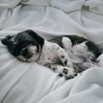 Un Shih Tzu au pelage bicolore, allong&eacute; sur un drap et regardant la cam&eacute;ra 