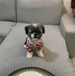 Un Shih Tzu au pelage bicolore, assis sur un canap&eacute;, portant un habit &agrave; raillures rouges et blanches