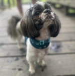 Un Shih Tzu au pelage bicolore, debout sur une passerelle en bois et portant un colllier autour du 