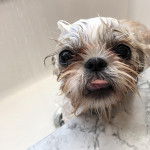Un Shih Tzu au pelage bicolore, debout dans une baignoire et regardant la cam&eacute;ra 