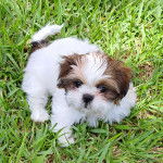 Un Shih Tzu au pelage bicolor, debout sur un terrain herbeux et regardant vers la cam&eacute;ra  