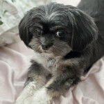 Un Shih Tzu au pelage bicolore, allong&eacute; sur une couverture blanche et semblant s'&eacute;tirer 