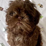 Un Shih Tzu au pelage bicolore, assis sur un tissu blanc et regardant vers la cam&eacute;ra