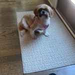 Un Shih Tzu au pelage bicolore, assis sur un tapis et portant un harnais 