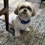Un Shih Tzu au pelage bicolore, assis sur un tapis et portant un collier autour du cou 