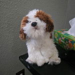 Un Shih Tzu au pelage bicolore, assis sur une table et regardant la caméra 