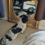 Un Shih Tzu au pelage bicolore, assis sur un tapis, regardant dans un miroir et portant un collier autour du cou 