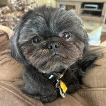 Un Shih Tzu au pelage bicolore, allongé sur un canapé, regardant la caméra et portant un collier autour du cou