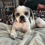 Un Shih Tzu au pelage bicolore, allongé sur un lit et tirant légèrement la langue