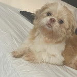 Un Shih Tzu au pelage bicolore, allongé sur un lit et regardant la caméra 