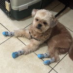 Un Shih Tzu au pelage bicolore, allongé sur un sol carrelé et portant des chaussettes aux pattes 