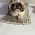 Un Shih Tzu au pelage tricolore, allongé sur un tapis et regardant la caméra