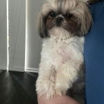 Un Shih Tzu au pelage tricolore, debout à côté d'une porte
