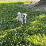 Un Shih Tzu au pelage bicolore, debout dans un jardin, portant un harnais et qui est tenu en laisse 