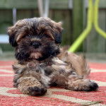 Un Shih Tzu au pelage tricolore, allongé sur un tapis et portant un collier au cou