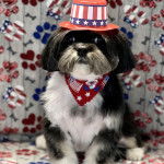 Un Shih Tzu au pelage bicolore, assis dans un canapé, portant un chapeau sur la tête et un foulard au cou