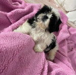 Un Shih Tzu au pelage tricolore, assis sur une couverture rose 